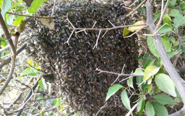 蜜蜂黑蜂太多怎么处理