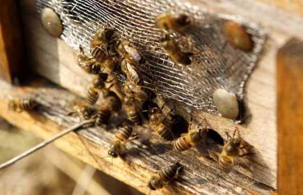 一箱蜜蜂冬天吃多少糖,蜜蜂冬天一箱多少脾 