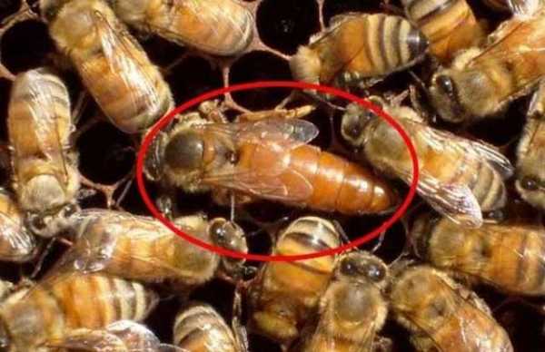 蜜蜂蜂王怎样提纯-蜂王在蜜上怎么取蜜