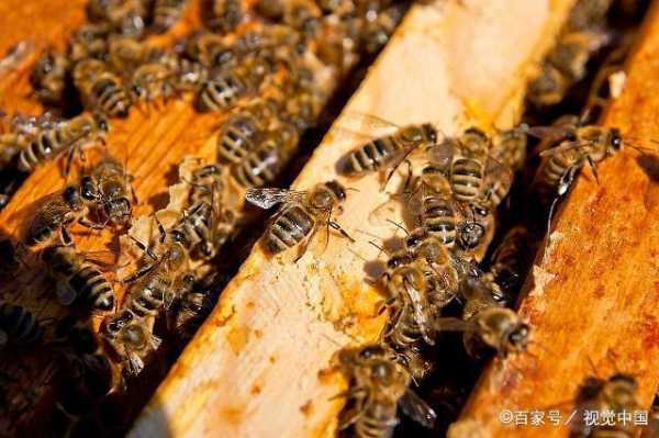 喂养中蜂给它吃什么-种什么植物喂中蜂