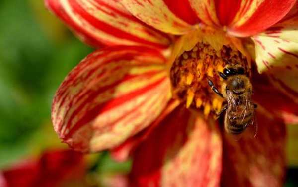 秒懂百科蜜蜂知识的视频