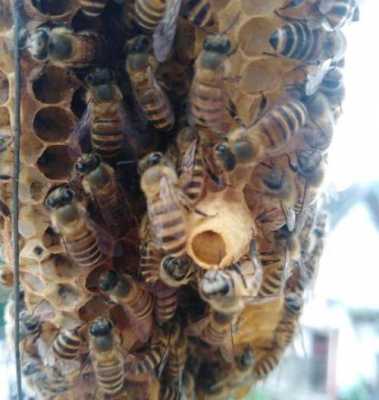 什么是蜜蜂王台?王台是什么样的-蜜蜂的王台一般在什么位置