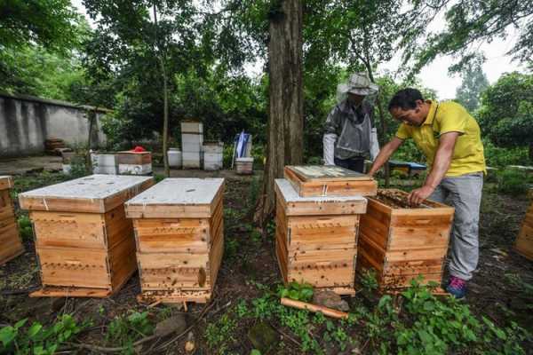 蜂箱养蜂技术指导