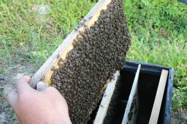  蜜锋一箱太多怎么办「一箱蜜蜂太多了怎么办」