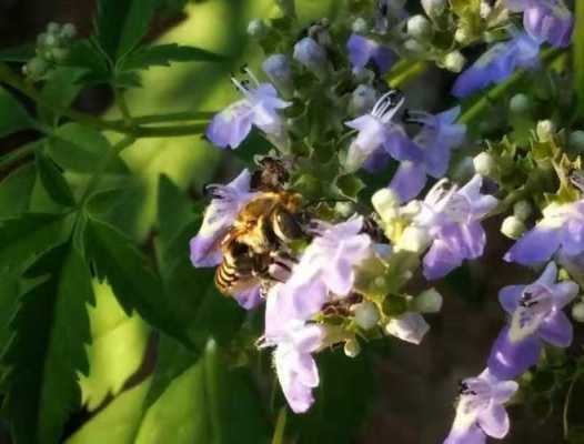 荆条花开意蜂怎么管理,荆条花中蜂采不 