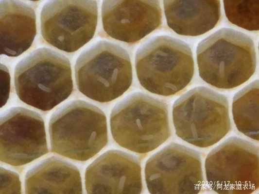 蜜蜂产卵一次出多少蜜蜂-蜜蜂产子需要多少蜜