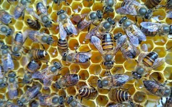 如何处理蜜蜂盗蜜 蜂怎么样盗蜜