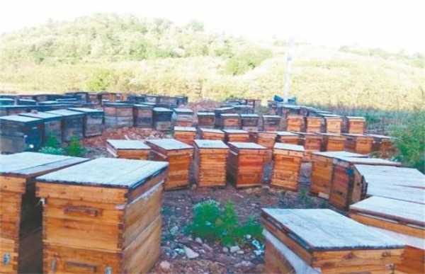  长沙一年蜂密销售量是多少「长沙市蜜蜂养殖基地」