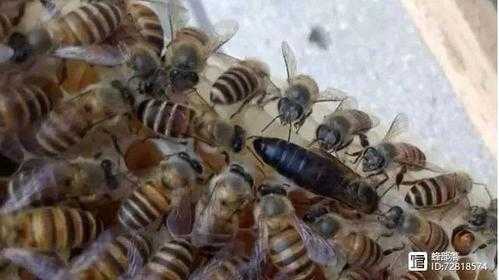 雄性蜜蜂死了蜂王会怎么办,雄蜂死亡是什么原因 
