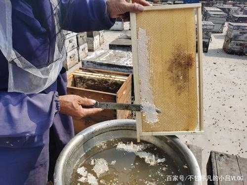 如何养蜂产蜜-怎么养蜂出蜜好