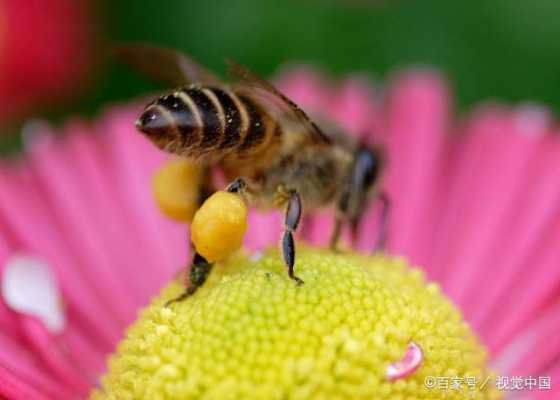 蜜蜂除了花粉能吃什么（蜜蜂除了吃蜂蜜还有花还吃什么）