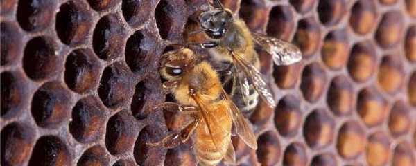 雄蜂和蜂王可以一起关在蜂巢中吗-雄蜂比蜂王小多少