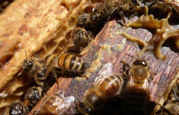 蜜蜂盗蜂是什么意思_蜜蜂盗蜂有效处理方法