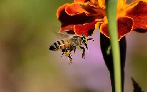 11月份怎么找蜜蜂 这个季节怎么找蜜蜂