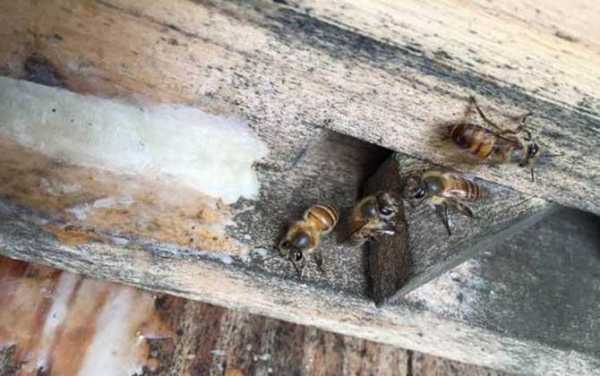  中蜂分巢后为什么要逃「中蜂把幼去拖出来为什么」
