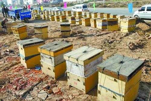 一群蜂最多可放多少箱