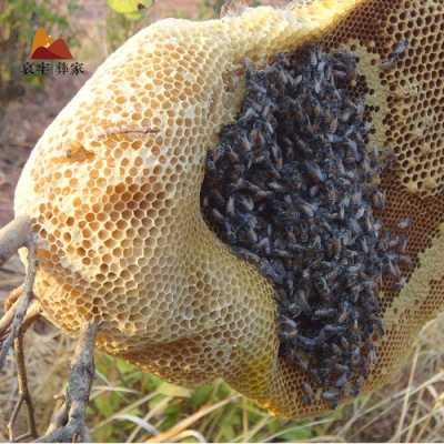 野山蜂蜂巢有什么功效_野蜂巢有什么药用价值