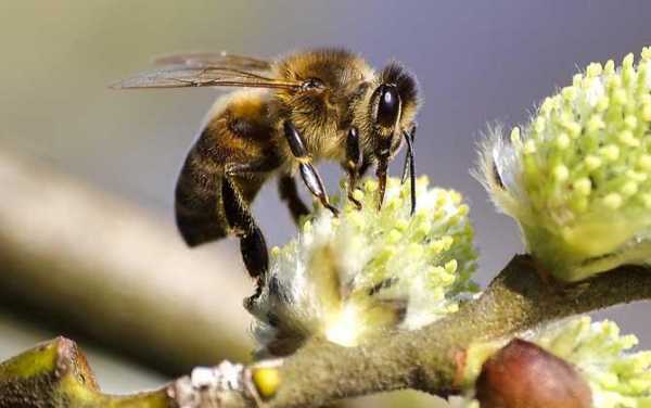 蜜蜂含有什么激素,蜜蜂是有害动物还是有益动物 