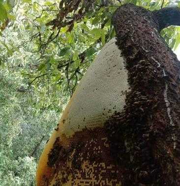  野蜂蜜多少一斤「真正的野蜂蜜卖多少钱一斤」