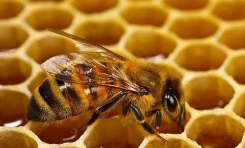 蜜蜂没有王了怎么办（蜜蜂没有蜂王了怎么办）