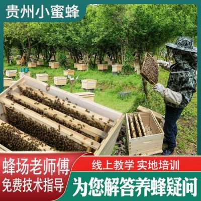定点养殖中蜂多少箱合适采蜜 定点养殖中蜂多少箱合适