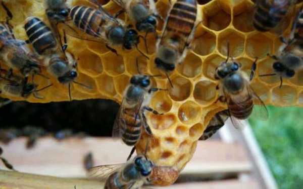 中蜂王台什么时候分蜂-中蜂王台多少成熟