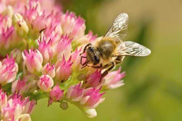蜜蜂采集花蜜的启示 由蜜蜂采集花蜜想到什么