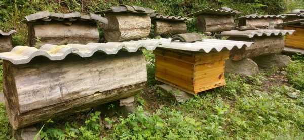 蜂箱蜜蜂有多少种,蜜蜂箱的种类 