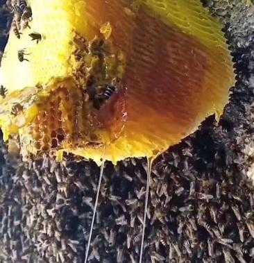 缅甸岩蜂蜂蜜怎么样_缅甸岩蜂蜂蜜怎么样好吃吗
