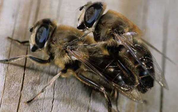 雄蜂的寿命是多长时间-雄蜂的寿命多少