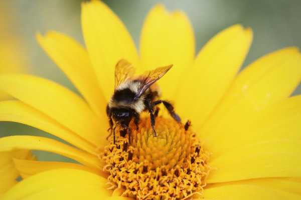 蜜蜂是怎样采集花蜜的 蜜蜂是用什么采集花蜜的