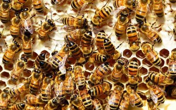 蜜蜂价格多少钱一箱（蜜蜂多少钱一箱?）