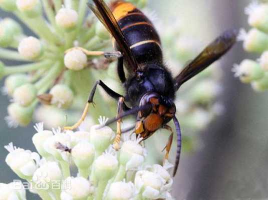 关于黄脚胡蜂怎么吃蜜蜂的信息