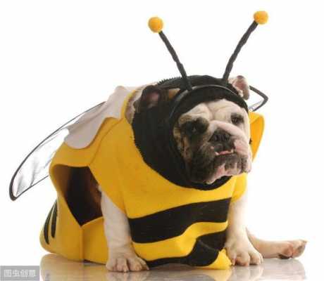 什么叫中蜜蜂_什么叫蜜蜂狗
