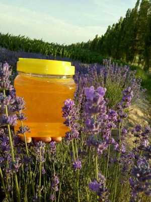 薰衣草蜂蜜密度能达多少「薰衣草蜂蜜味道怎么样」