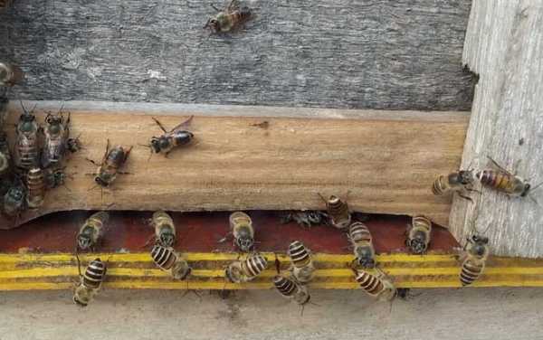 中蜂冬天多少度开始结团 中蜂冬季在多少度生存