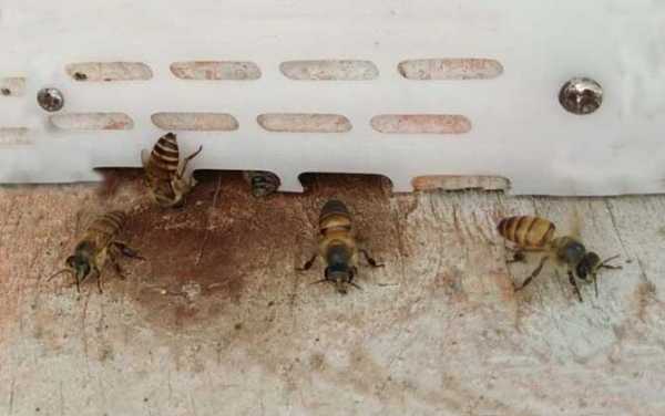 中蜂冬天多少度开始结团 中蜂冬季在多少度生存