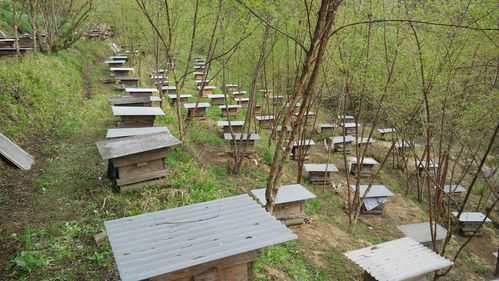 土蜜蜂怎么养殖技术