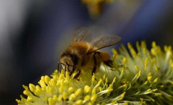 蜜蜂釆花粉有 回来用喂吗? 蜜蜂用花粉来干什么