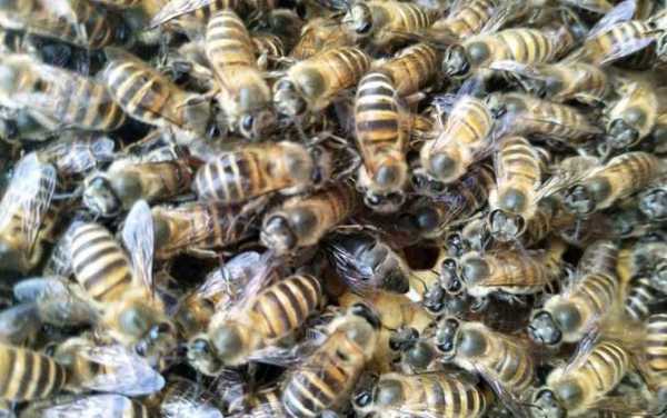 中蜂什么品种产蜜多_中蜂什么品种好