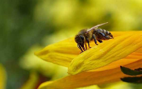 蜜蜂生活的环境在什么地方