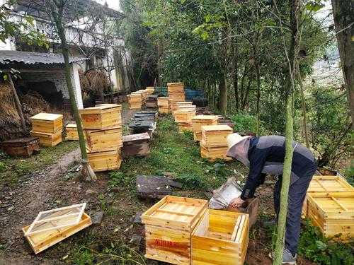 养中蜂需要什么,养中蜂的详细技术方法 