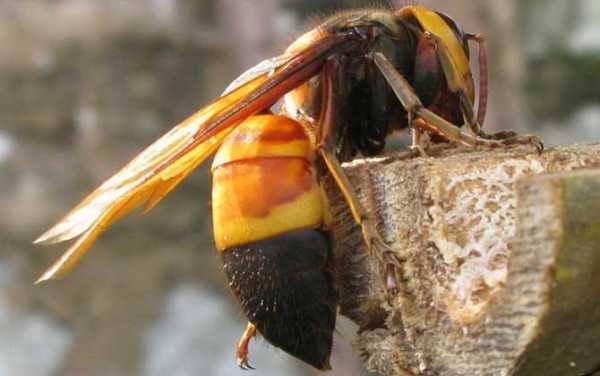 黑胡蜂的特长-黑胡蜂一共有多少种