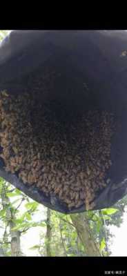 中蜂如何收蜂 收捕中蜂后怎么养