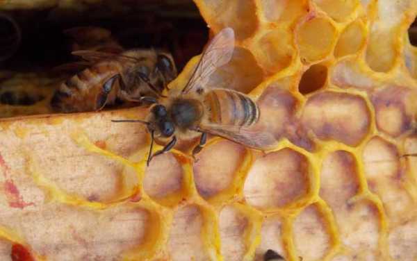 蜜蜂温度低于多少会停产（蜜蜂多少温度会停止产卵）