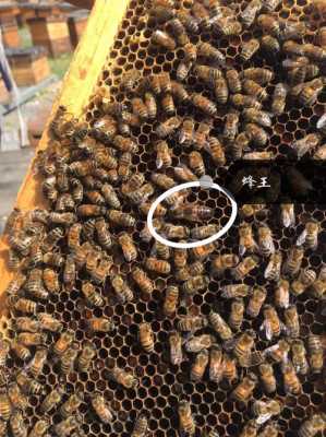 多少群是一蜂箱_一箱蜂有几个蜂王
