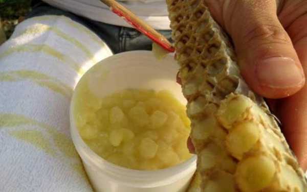  鲜的蜂王浆怎么保存「鲜蜂王浆的保存方法是冷藏还是冷冻」