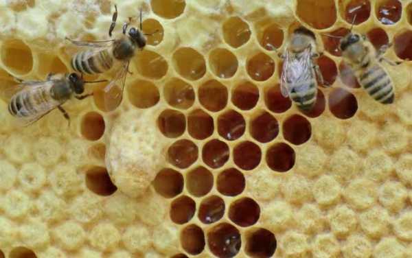 一窝蜜蜂能产多少蜂蜜_一窝密蜂有几只蜂王