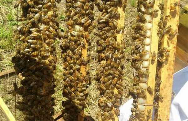 怎么处理蜜蜂群,如何消灭蜜蜂群 