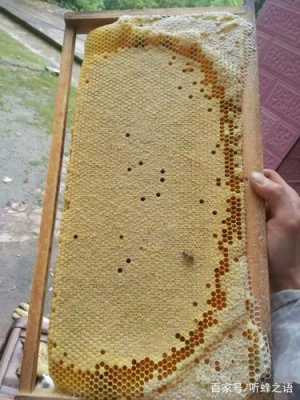 意蜂造中蜂脾 意蜂子脾和蜜脾怎么区分